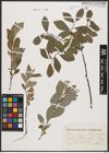 Foto von Salix aurita L. x Salix caprea L.